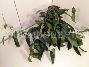 Фикус villosa Narrow leaf